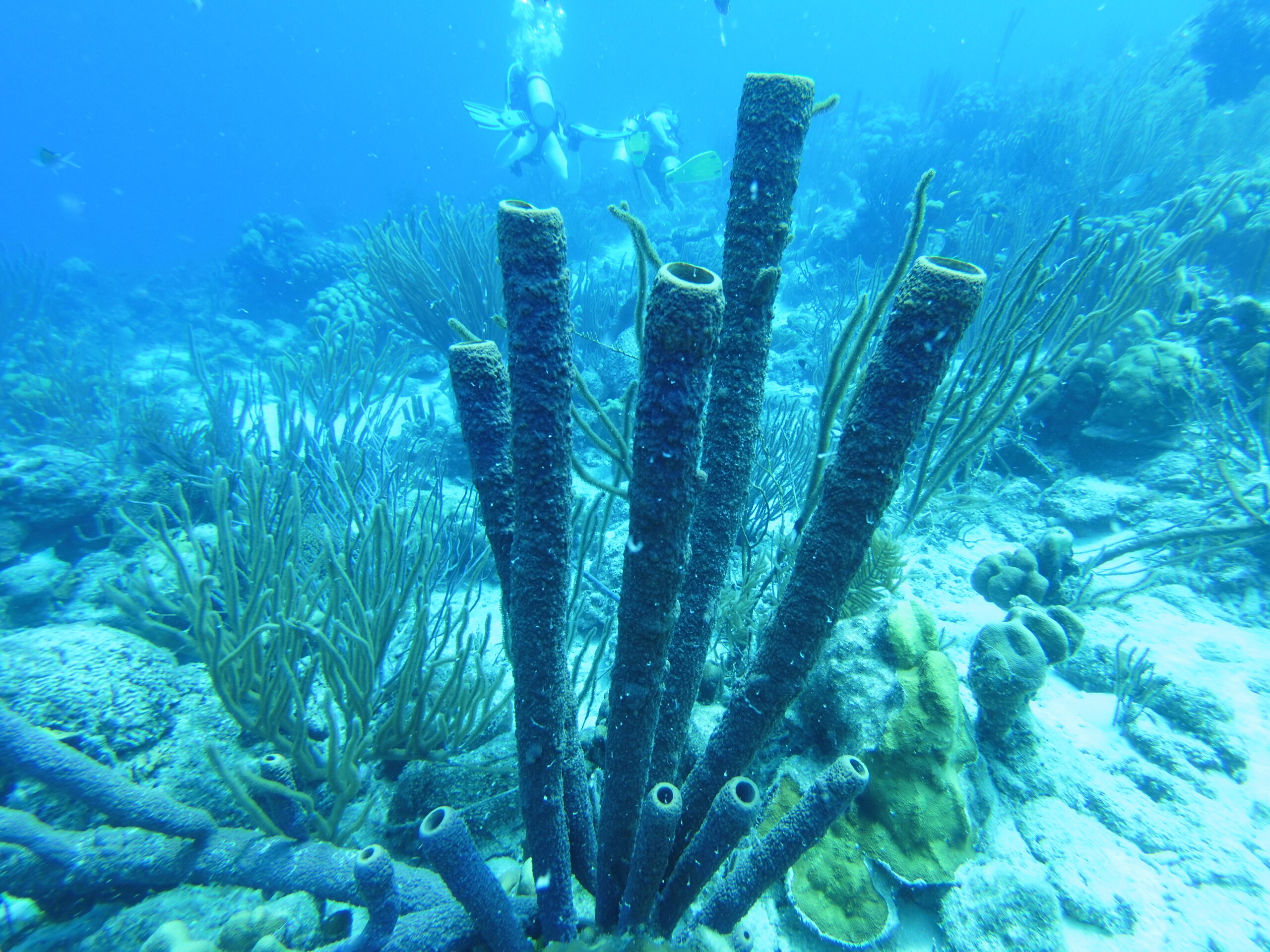 Chalfont Divers 24′ Trip to Bonaire